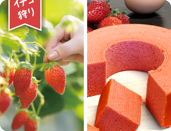 いちご狩り/いちごバウム